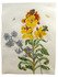 Flower watercolour with moths, larvae and pupae, by the daughter of Maria Sibylla Merian