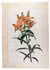 Attractive watercolour of a species of tiger lily