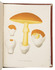 Strikingly illustrated work on mushrooms