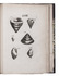 Important treatise on palaeontology with 441 illustrations of fossils and shells