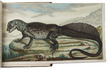 Descriptions of 5 exotic animals from the cabinet of Schlosser, with striking coloured plates