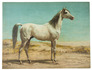 The finest 19th-century Dutch work on horses