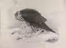 The finest and rarest work on falconry