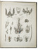 Magnificent scientific plates of the morphology, anatomy and histology of Invertebrates
