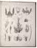 Magnificent scientific plates of the morphology, anatomy and histology of Invertebrates