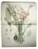 Presentation copy to the colorist of the plates in Fitzgerald's study on Australian orchids, <BR>seldomly found complete