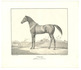 The Royal Württemberg stud, the first Arabian stud in Europe, with 18 views of its horses