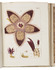Beautiful work on Austrian plants and fungi, with a pioneering article on Stapelieae