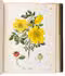 Beautifully illustrated standard work on German trees and shrubs