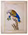Beautiful collection of large, 18th-century watercolour paintings of birds