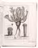 At the origins of Cape botany: a pioneering illustrated flora