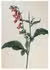 Fine coloured stipple engraving by one of the masters of Dutch flower painting