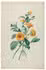 From a series of 
