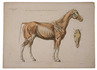 Educating the Austrian army in the anatomy of the horse, with 10 large colour plates