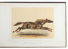 32 chromolithographed plates of horses