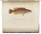 Very rare first edition of Scandinavian fish, with all 63 plates, 59 beautifully and subtly hand-coloured