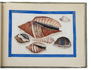 14 Chinese colour drawings on pith paper, showing 72 fish and seashells, some in metallic colours