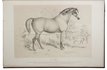 12 fine portraits of horses from the stables of Queen Victoria