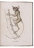 Detailed description of the genus Tarsius, with 7 lithographed plates