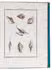 Conchology for women, with 21 engraved plates