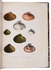Beautifully illustrated monograph on the genus Galatea