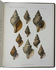 Molluscs collected by the Prince of Monaco during expeditions to the northern Atlantic