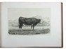 87 beautiful views of bovine animals, bound for presentation to the French Ministry of Agriculture