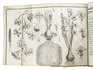 Two rare works on tulips and hyacinths, with 4 engraved plates