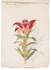 24 Japanese colour drawings of lilies, with their romanized Japanese names, and prices of the bulbs