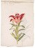 24 Japanese colour drawings of lilies, with their romanized Japanese names, and prices of the bulbs
