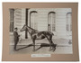Wonderful large crisp photos of Russian race horses