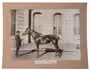 Wonderful large crisp photos of Russian race horses