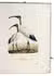 Beautiful & extremely rare unpublished bird plates