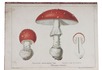 A famous mushroom book with 41 chromo-lithographed plates