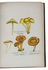 On German mushrooms, mosses, cereals and grasses, with 111 hand-coloured engraved plates