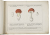 Presentation copy of the extremely rare first issue of an Italian mycological work with coloured illustrations