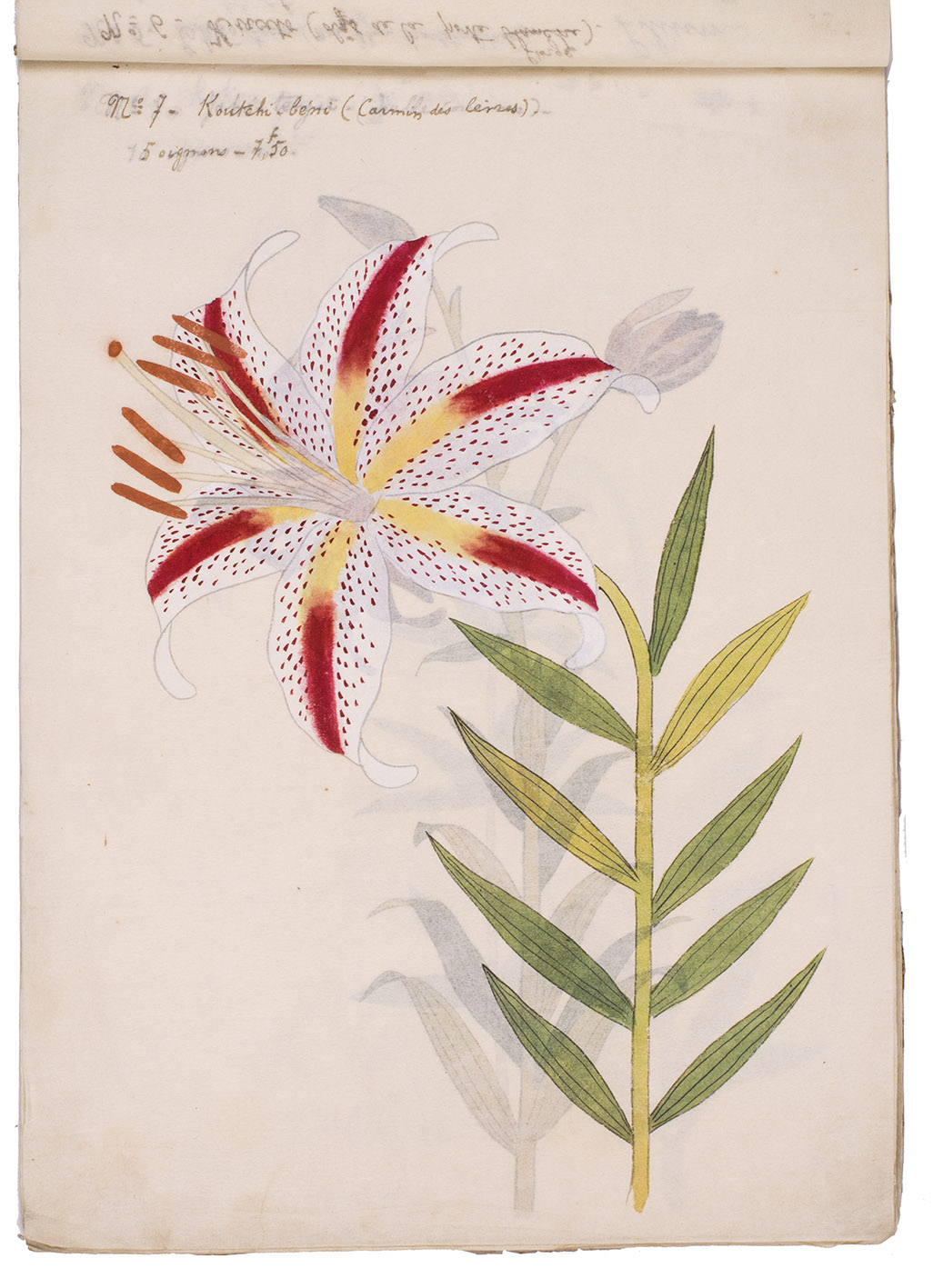 24 Japanese colour drawings of lilies, with their romanized Japanese ...
